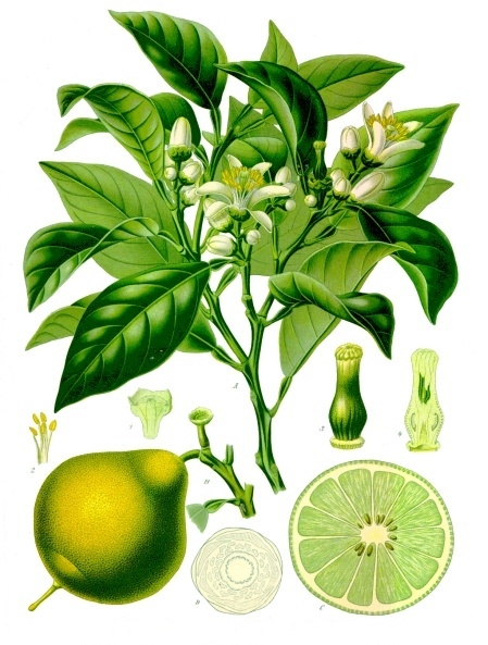 Citrus_bergamia